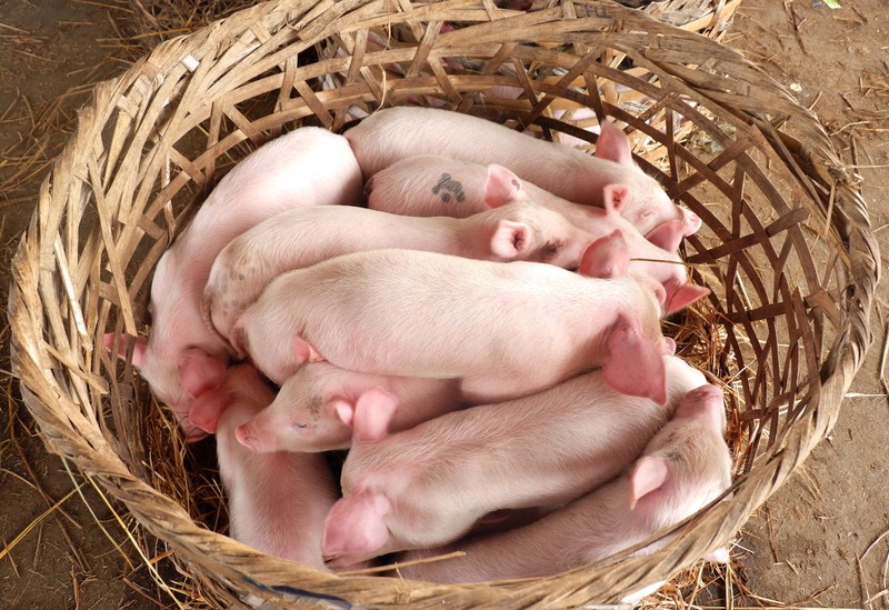 Heo ở chợ đa dạng về chủng loại, từ heo chăn nuôi thuần chủng Việt Nam cho đến heo lai giống của Nhật, Thái Lan. Ảnh: VGP/Lưu Hương Heo ở chợ đa dạng về chủng loại, từ heo chăn nuôi thuần chủng Việt Nam cho đến heo lai giống của Nhật, Thái Lan. Ảnh: VGP/Lưu Hương