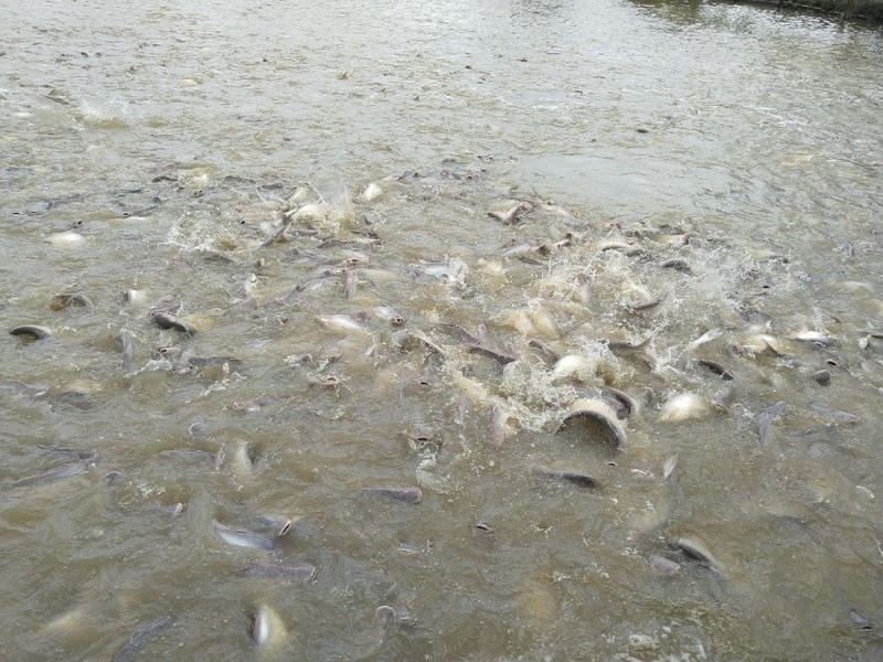 Ao nuôi cá tra và cá basa ở Châu Phú, An Giang. Ảnh: Nguyễn Đức Ninh Ao nuôi cá tra và cá basa ở Châu Phú, An Giang. Ảnh: