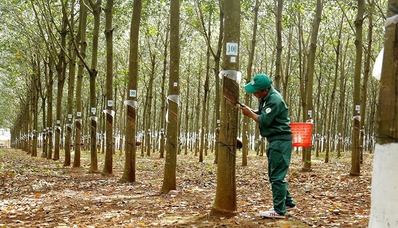 Chuyên gia về gỗ và lâm sản khẳng định cây cao su cũng quang hợp vào ban ngày (hấp thụ CO2 nhả O2) và hô hấp vào ban đêm (hấp thụ O2 thải ra CO2). Ảnh: Bộ TN&amp;MT.