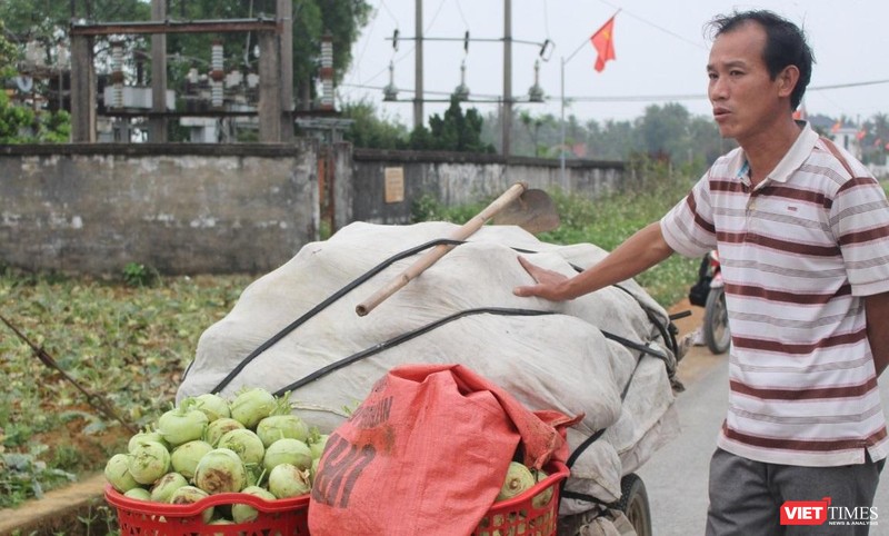 Nhiều hộ trồng cây nông sản trên địa bàn xã Diễn Phong, huyện Diễn Châu, Nghệ An nhổ rau vứt đi vì giá quá rẻ.