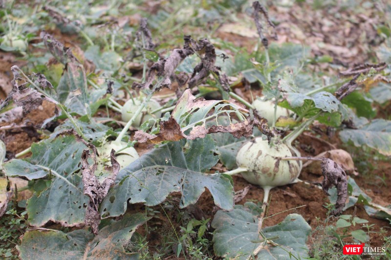 Hàng chục ha rau củ đến thời điểm thu hoạch mà không có đầu ra Hàng chục ha rau củ đến thời điểm thu hoạch mà không có đầu ra