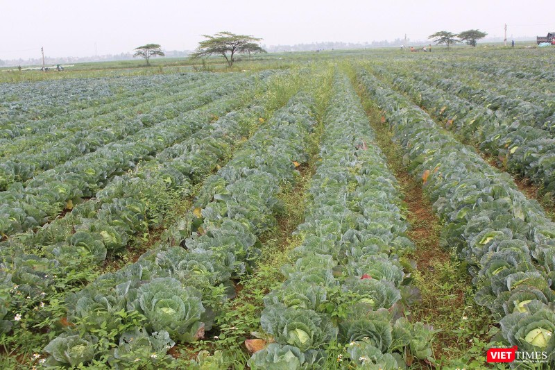 Những cánh đồng rau màu quá lứa thu hoạch kéo dài tít tắp Những cánh đồng rau màu quá lứa thu hoạch kéo dài tít tắp