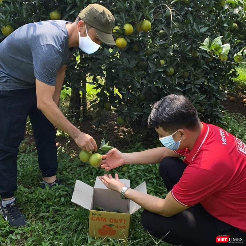 Những trái cam Cao Phong tươi được đóng thùng ngay tại vườn.