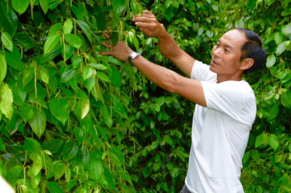 Cần chuyên nghiệp hóa người nông dân. Ảnh: Minh Phúc. Cần chuyên nghiệp hóa người nông dân. Ảnh: Minh Phúc.