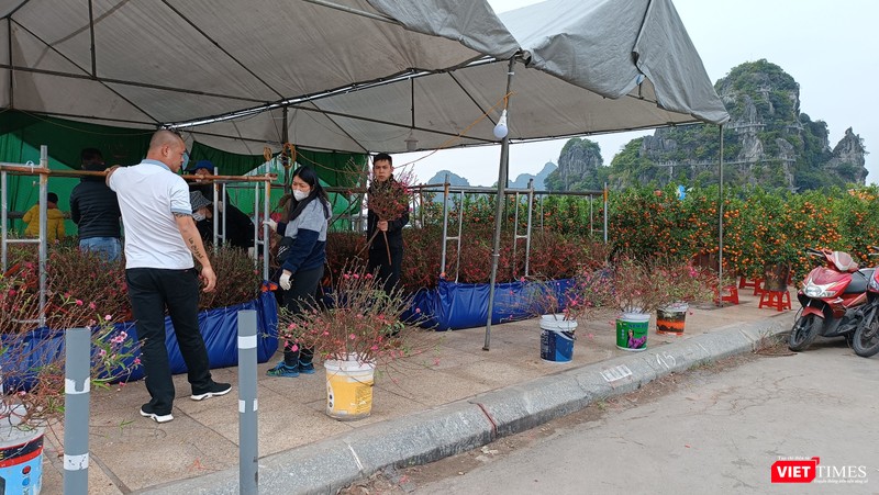 Đào quất cũng được nhiều người quan tâm