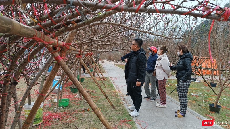 Giá mỗi cành đào dáng huyền giờ chỉ dao động khoảng 500 ngàn đồng, được nhiều người lựa chọn.