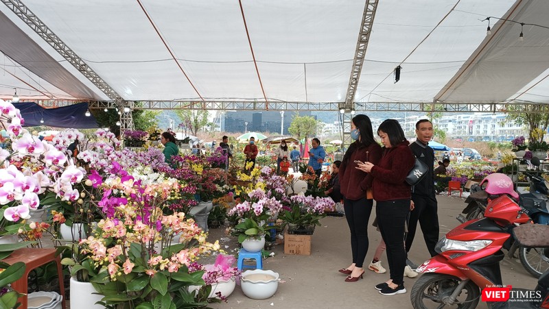 Các gian hàng bày bán hoa lan khá rộng lớn.