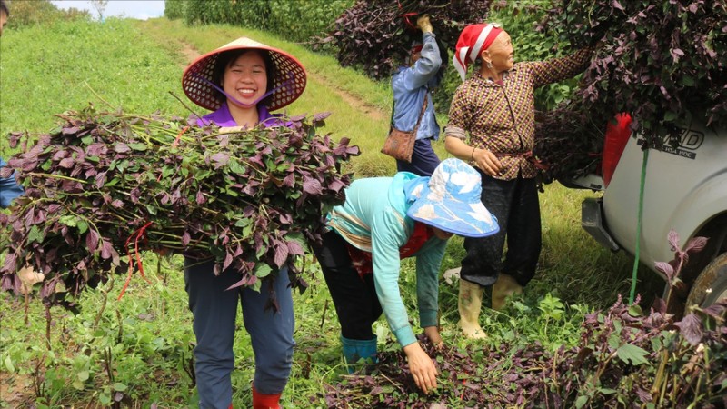 Các vùng sản xuất dược liệu tập trung được mở rộng góp phần ổn định kinh tế, đồng thời bảo vệ nguồn dược liệu tại địa phương. Ảnh: Ban Tuyên giáo tỉnh Bạc Liêu.