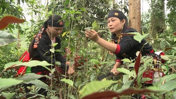 Cây dược liệu ở Việt Nam là một kho tàng vô giá để tạo ra các sản phẩm thuốc chữa bệnh, thực phẩm thực dưỡng, đồ uống, hoá mỹ phẩm…