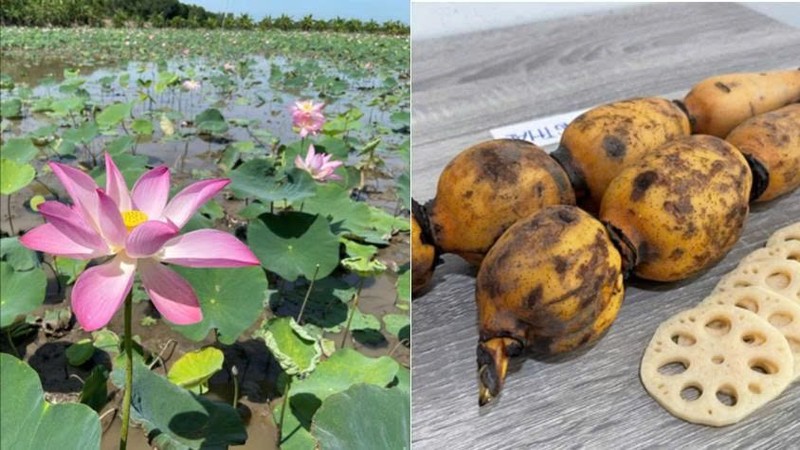 Sen Đồng Tháp vừa được bảo hộ chỉ dẫn địa lý, bao gồm các sản phẩm: Hạt sen tươi (sen lụa), hoa sen tươi, củ sen tươi và lá sen tươi. Ảnh: Cục Sở hữu trí tuệ. Sen dong thap 1.jpg