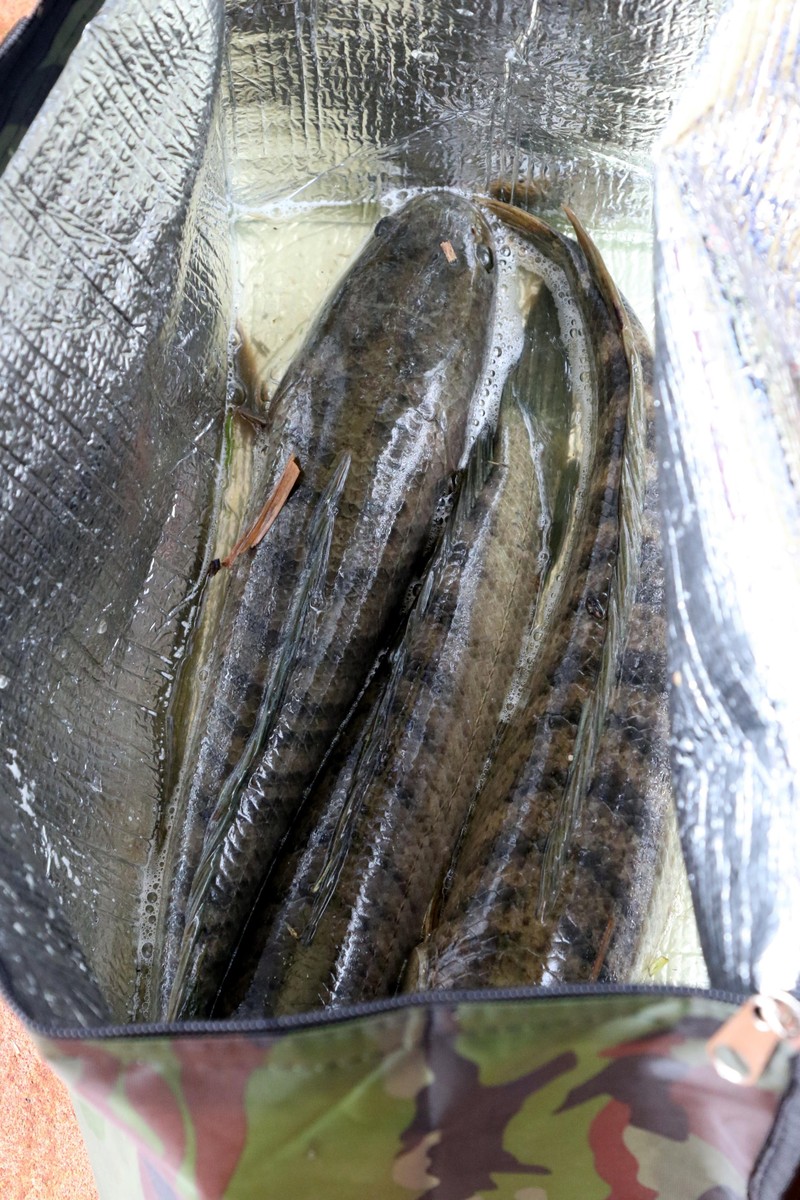 Ba con cá to nhất đã câu được. Theo đánh giá của Ban Tổ chức lượng cá lóc câu được ở Hồ Tứ Liên 2 là khá tốt, vì cá lóc là cá săn mồi rất khó câu. Khác với các loại cá khác có thể dùng thính thả trước và cá tập trung vào đó. Ba con cá to nhất đã câu được. Theo đánh giá của Ban Tổ chức lượng cá lóc câu được ở Hồ Tứ Liên 2 là khá tốt, vì cá lóc là cá săn mồi rất khó câu. Khác với các loại cá khác có thể dùng thính thả trước và cá tập trung vào đó.