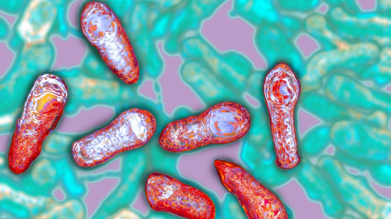 Độc chất thần kinh Botulinum sản sinh từ vi khuẩn Clostridium botulinum (Ảnh: NPR)