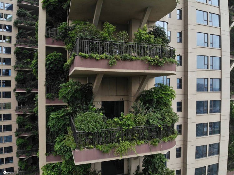 Cây được trồng rất nhiều ở ban công mỗi căn hộ (Ảnh: OC) Cây được trồng rất nhiều ở ban công mỗi căn hộ (Ảnh: OC)