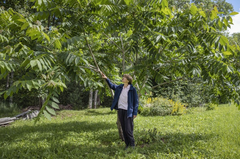 Mảnh vườn gồm 40 cây lấy hạt là niềm tự hào của cô Abramova (Ảnh: WSJ)