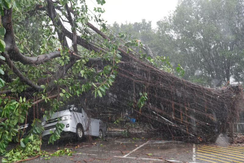 Một chiếc ô tô bị đè bẹp một phần dưới gốc cây đổ ở Sha Tin, Hong Kong. Ảnh: SCMP. Bão Wipha tàn phá Hong Kong Nhiều người bị thương, hàng nghìn hành khách mắc kẹt 2.png