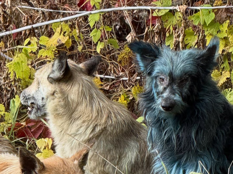 Bức ảnh về một chú chó màu xanh khiến giới khoa học bối rối. Ảnh: PM.