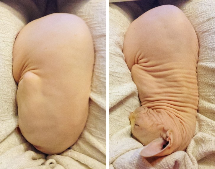 Ảnh: BrightSide Ảnh: BrightSide