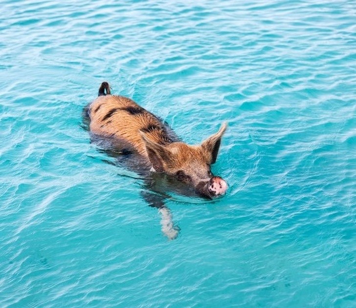 Ảnh: BrightSide Ảnh: BrightSide