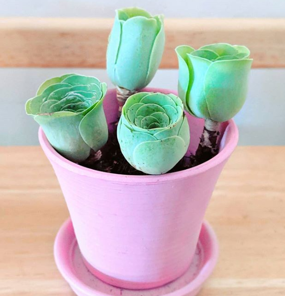 Ảnh: BrightSide Ảnh: BrightSide