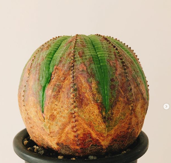 Ảnh: BrightSide Ảnh: BrightSide