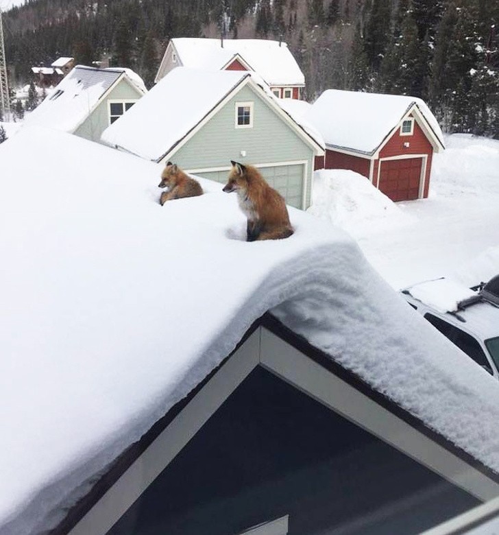 Ảnh: BrightSide Ảnh: BrightSide