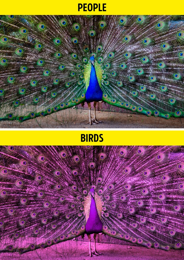 Ảnh: BrightSide Ảnh: BrightSide