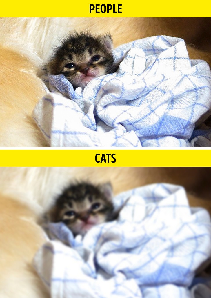 Ảnh: BrightSide Ảnh: BrightSide