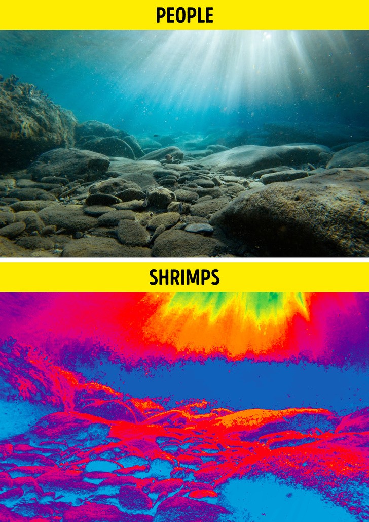 Ảnh: BrightSide Ảnh: BrightSide
