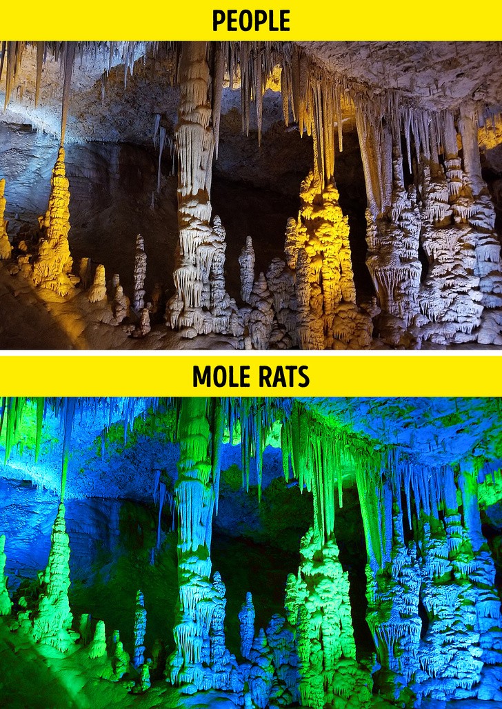 Ảnh: BrightSide Ảnh: BrightSide