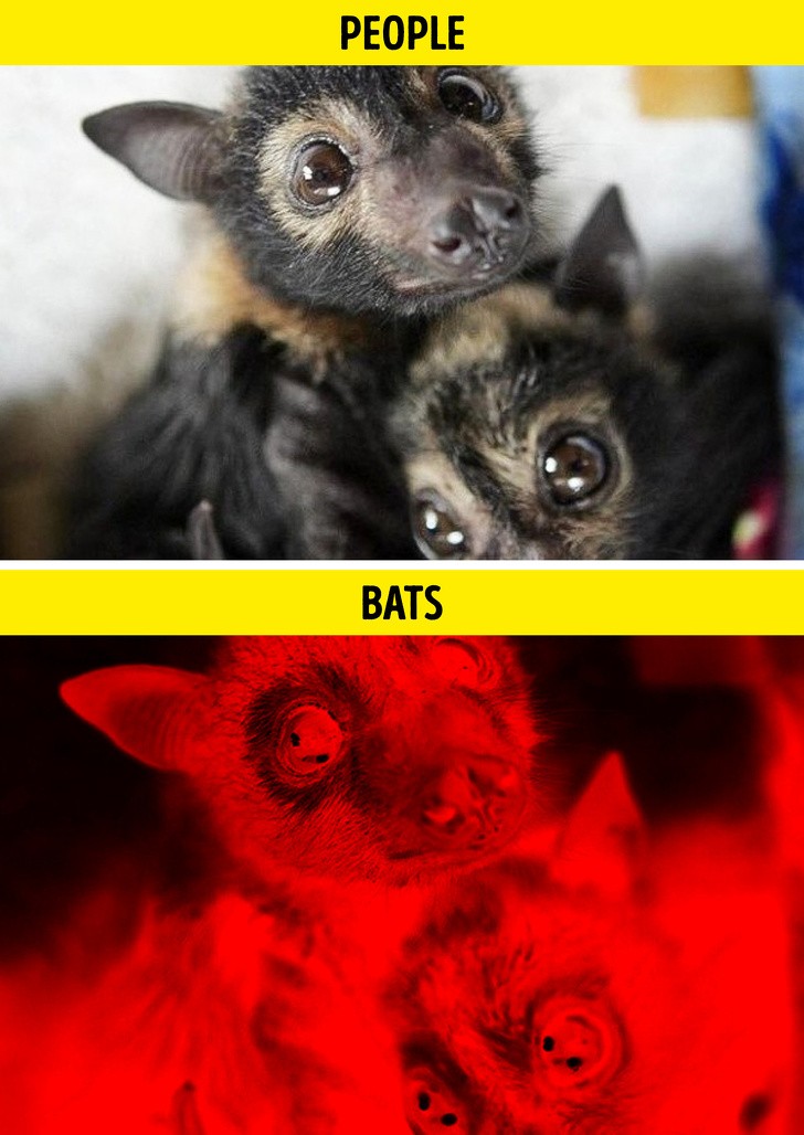 Ảnh: BrightSide Ảnh: BrightSide