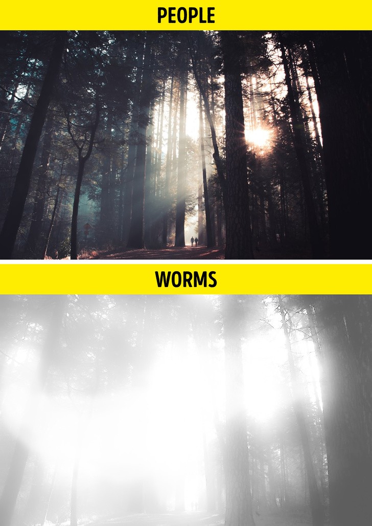 Ảnh: BrightSide Ảnh: BrightSide