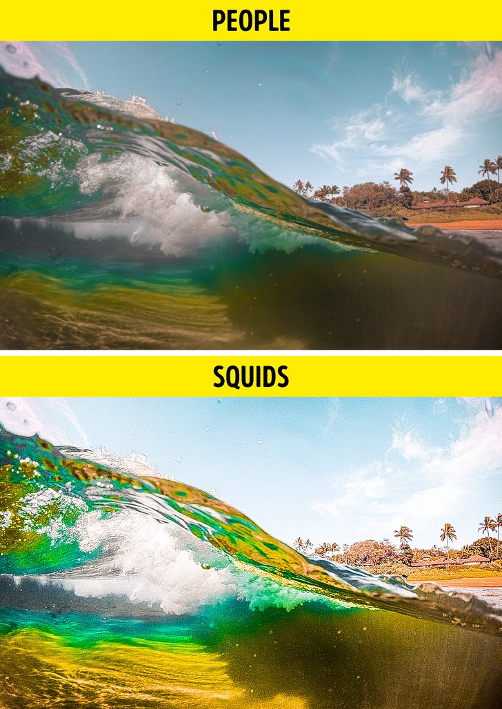 Ảnh: BrightSide Ảnh: BrightSide