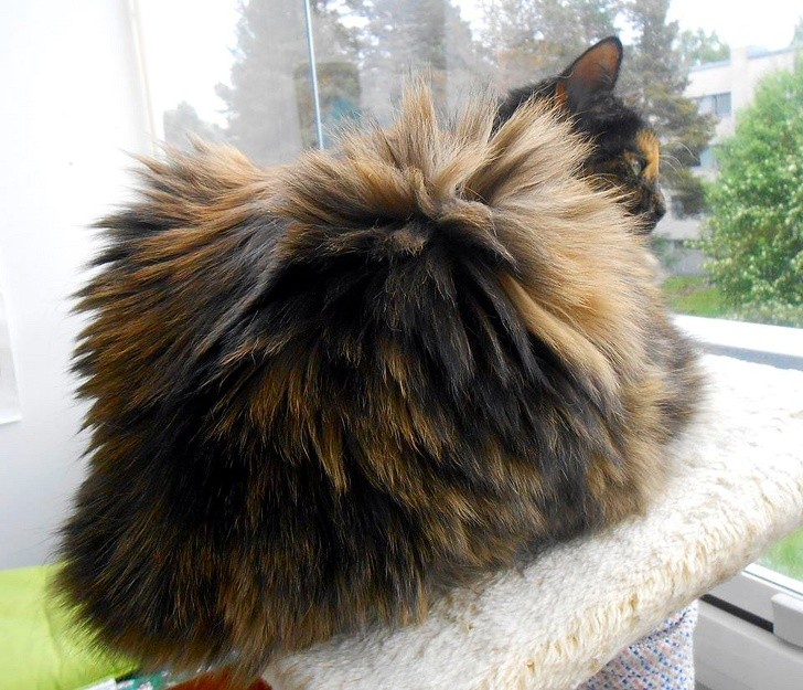 Ảnh: BrightSide Ảnh: BrightSide