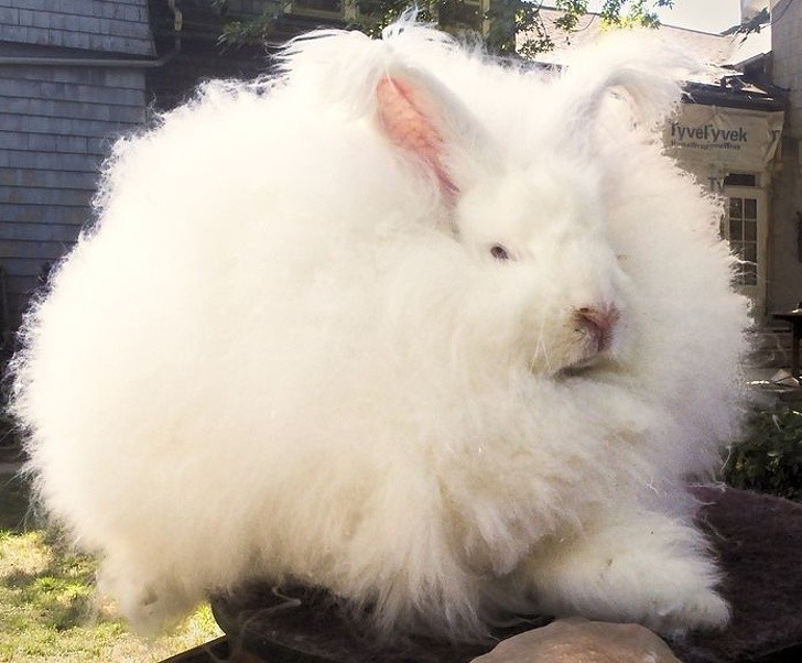 Ảnh: BrightSide Ảnh: BrightSide