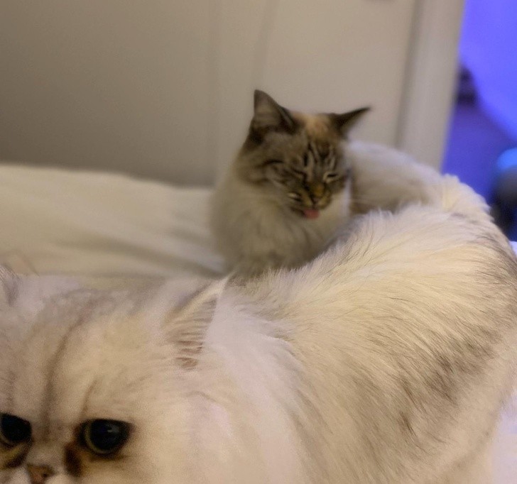 Ảnh:BrightSide Ảnh:BrightSide