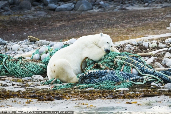 Ảnh: BrightSide Ảnh: BrightSide