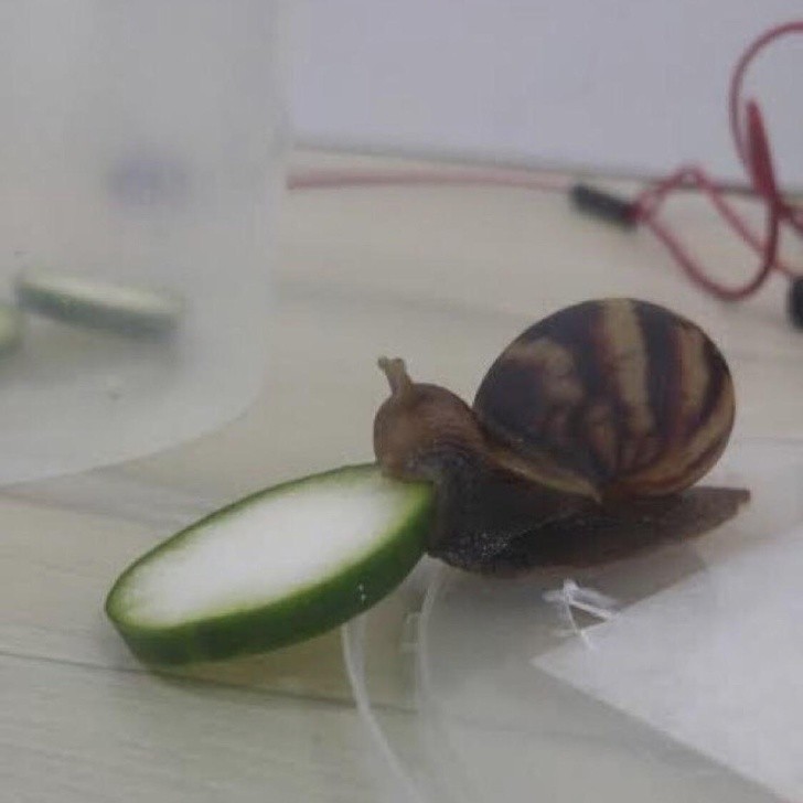 Ảnh: BrightSide Ảnh: BrightSide