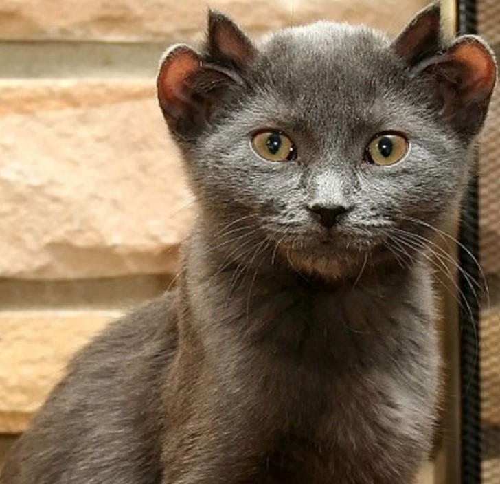 Ảnh: BrightSide Ảnh: BrightSide