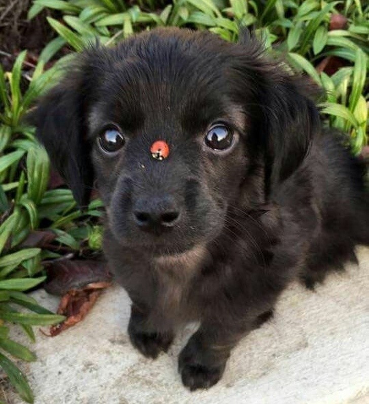 Ảnh: BrightSide Ảnh: BrightSide