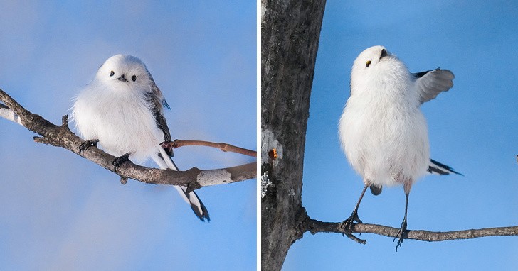 Ảnh: BrightSide Ảnh: BrightSide