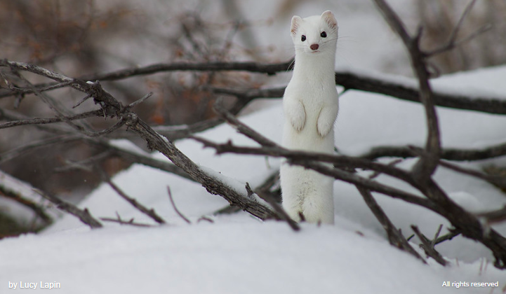 Ảnh: BrightSide Ảnh: BrightSide