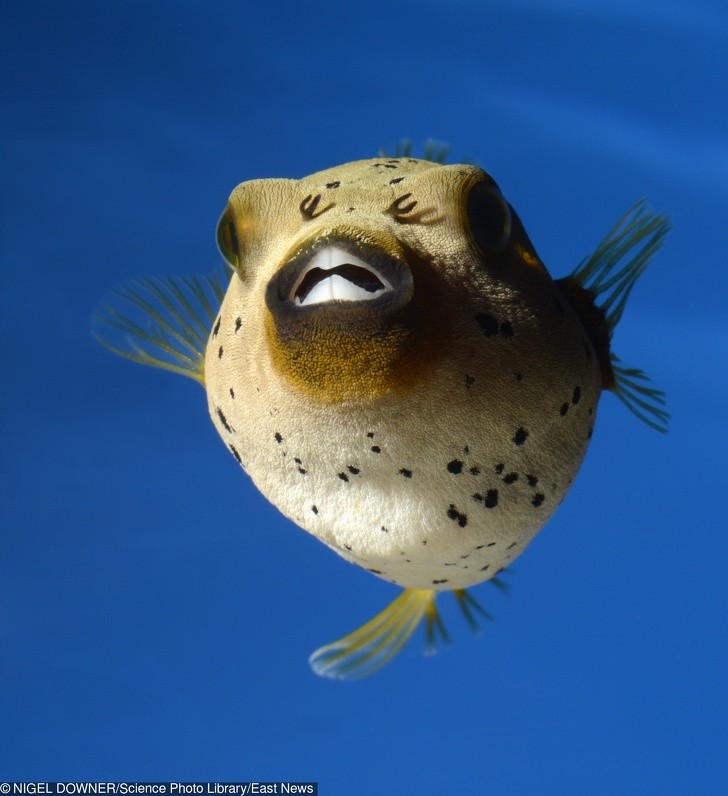 Ảnh: BrightSide Ảnh: BrightSide