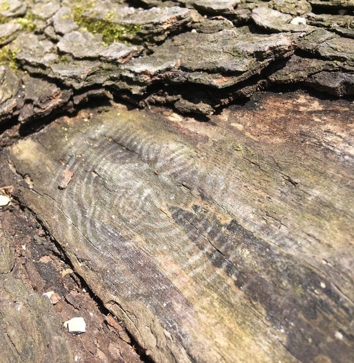 Ảnh: BrightSide Ảnh: BrightSide