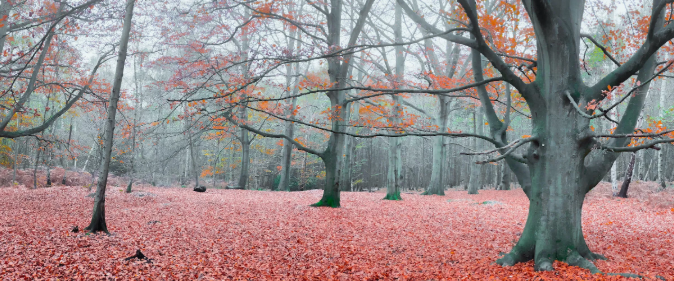 Ảnh chỉnh sửa bằng Photoshop Express. Nguồn: CNET Ảnh: CNET