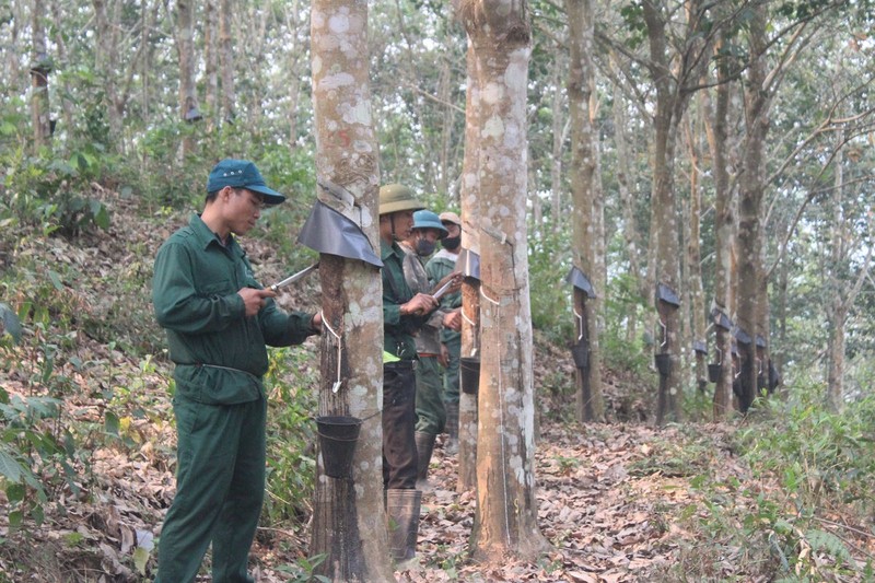 Cần sớm có biện pháp quy hoạch rừng trồng cao su. Ảnh: Bộ Tài nguyên và Môi trường Cần sớm có biện pháp quy hoạch rừng trồng cao su. Ảnh: Bộ Tài nguyên và Môi trường