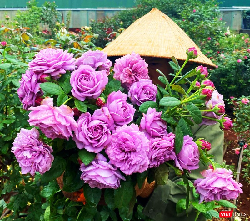 Sắc tím của hoa hồng Kinda Blue đẹp đến ... không thể chối từ Sắc tím của hoa hồng Kinda Blue đẹp đến ... không thể chối từ
