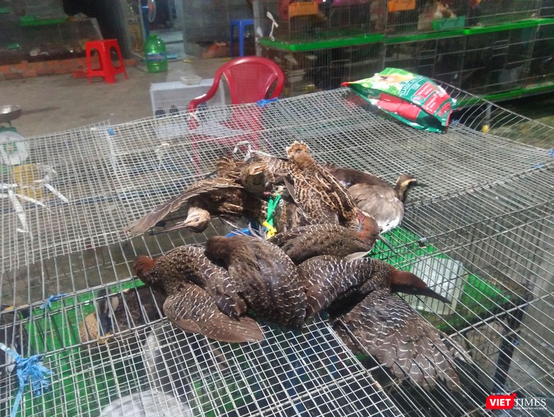 Hình ảnh đau lòng về tệ nạn bạc đãi, tiêu thụ động vật hoang dã Hình ảnh đau lòng về tệ nạn bạc đãi, tiêu thụ động vật hoang dã