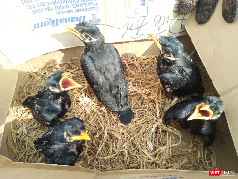 Yểng quý hiếm là loài cấm săn bắt tiêu thụ, có tên trong Phụ lục IIB NĐ 06/2019, bày bán tại chợ NS Thạnh Hóa Yểng quý hiếm là loài cấm săn bắt tiêu thụ, có tên trong Phụ lục IIB NĐ 06/2019, bày bán tại chợ NS Thạnh Hóa