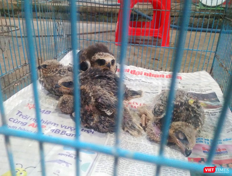 Diều Trắng - ĐVHD quý hiếm, Phụ lục IIB NĐ 06/2019, tại chợ nông sản Thạnh Hóa Diều Trắng - ĐVHD quý hiếm, Phụ lục IIB NĐ 06/2019, tại chợ nông sản Thạnh Hóa