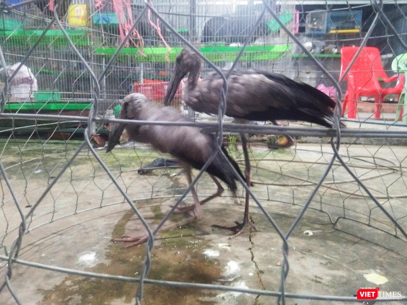 Cò Nhạn - Loài chim có tên trong Sách Đỏ VN tại chợ NS Thạnh Hóa Cò Nhạn - Loài chim có tên trong Sách Đỏ VN tại chợ NS Thạnh Hóa